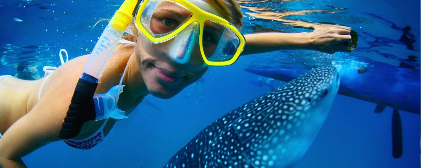 Swimming with whale sharks