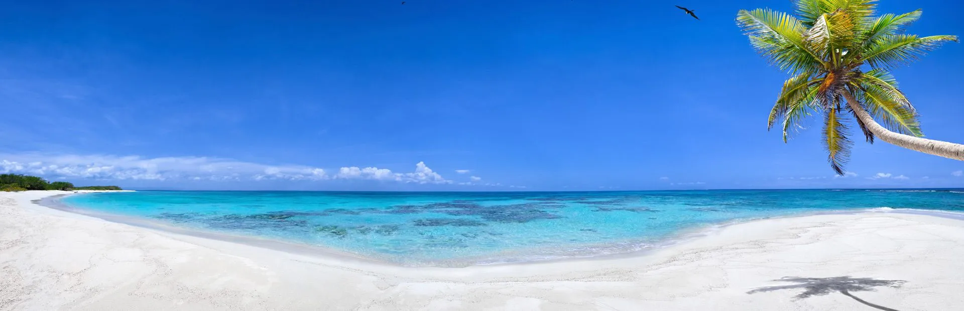 Sandy Beach With Palm Tree